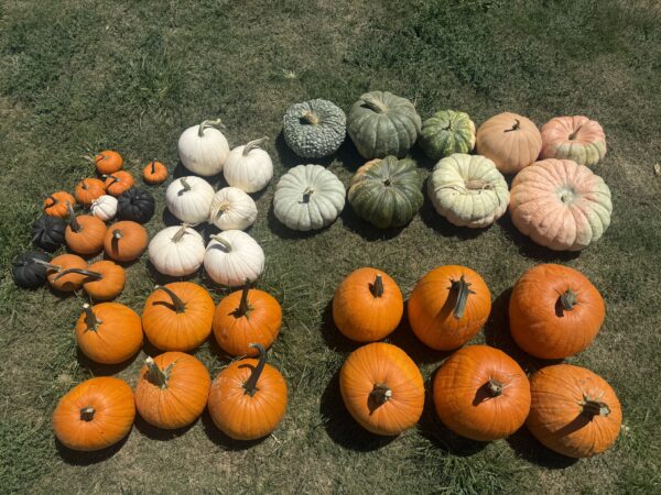 Fall Package #3 - Image 2