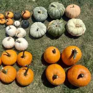Fall Package #4