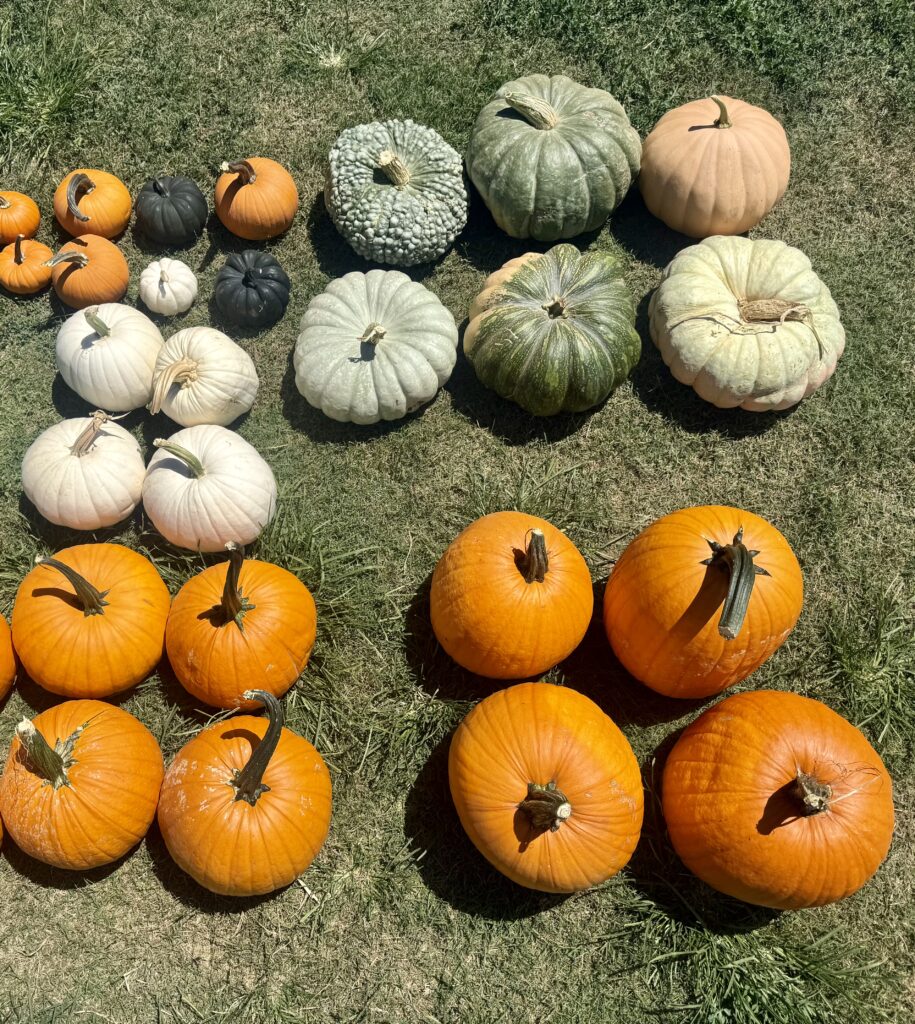 Fall Package #4