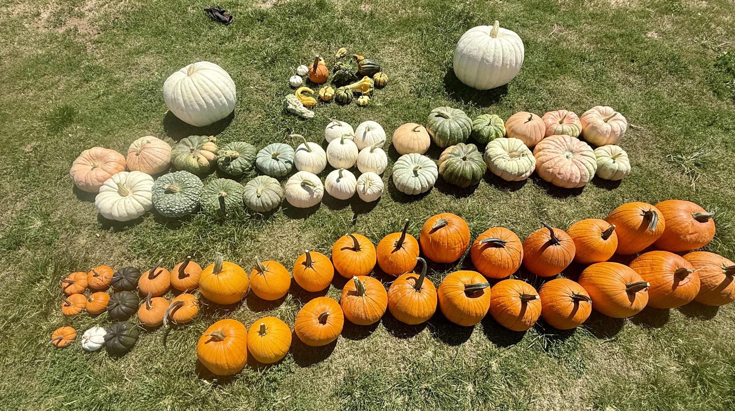 Fall Package #1 - Image 2