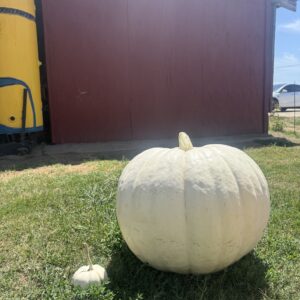 grand price winning pumpkin