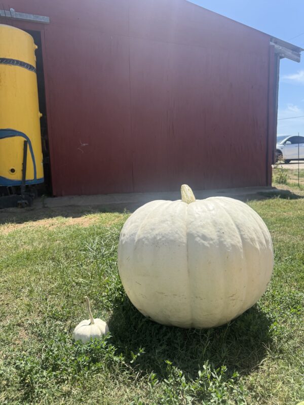 grand price winning pumpkin